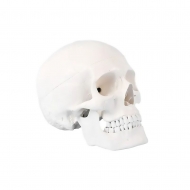 Модель черепа Bone разборная 1:1